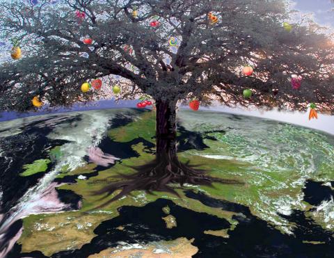 The European Tree carries many different types of fruit The European Tree carries many different types of fruit