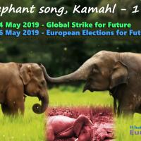 Elephant song 1971